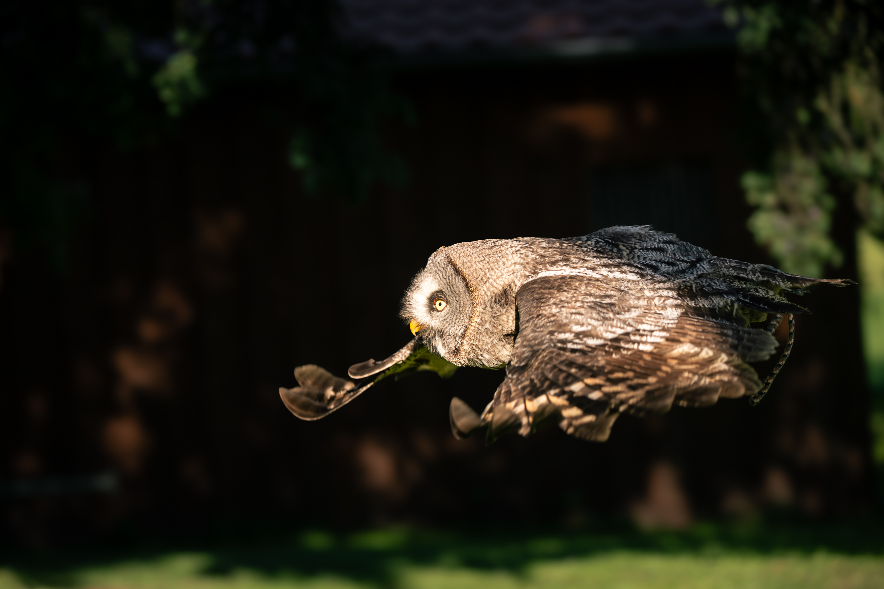 Falknereihof Haging 2437